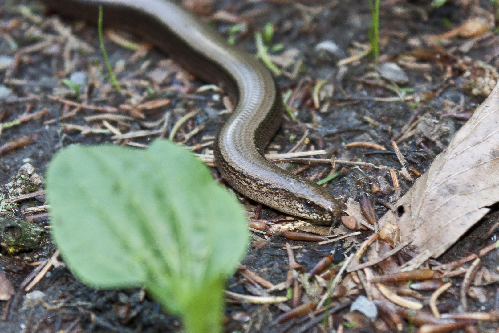 Gefährliche Begegnung im heimischen Wald