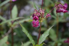 Gefährliche Blüte