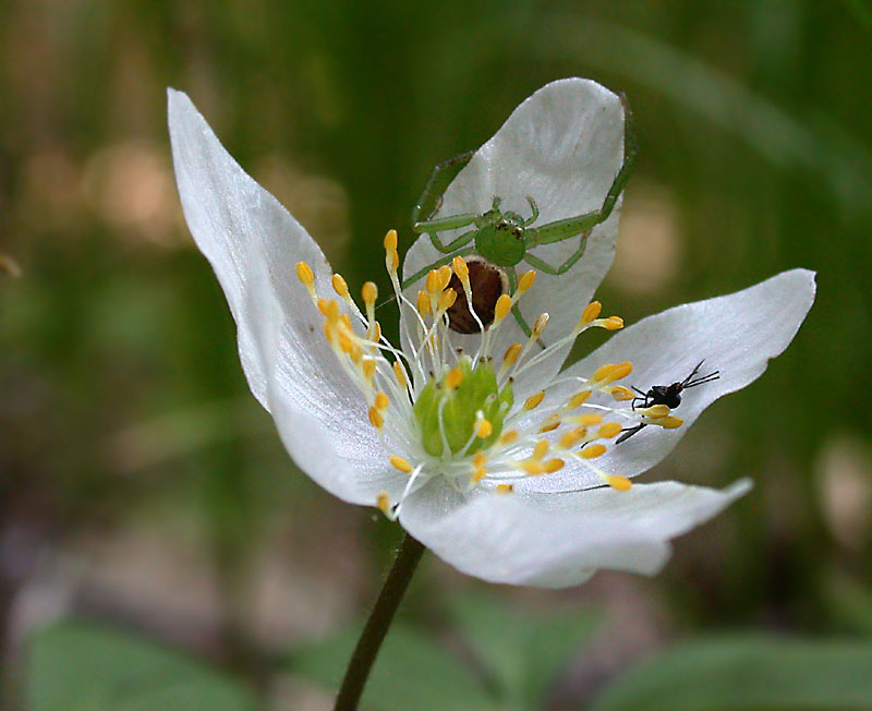 Gefährliche Blüte