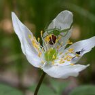 Gefährliche Blüte