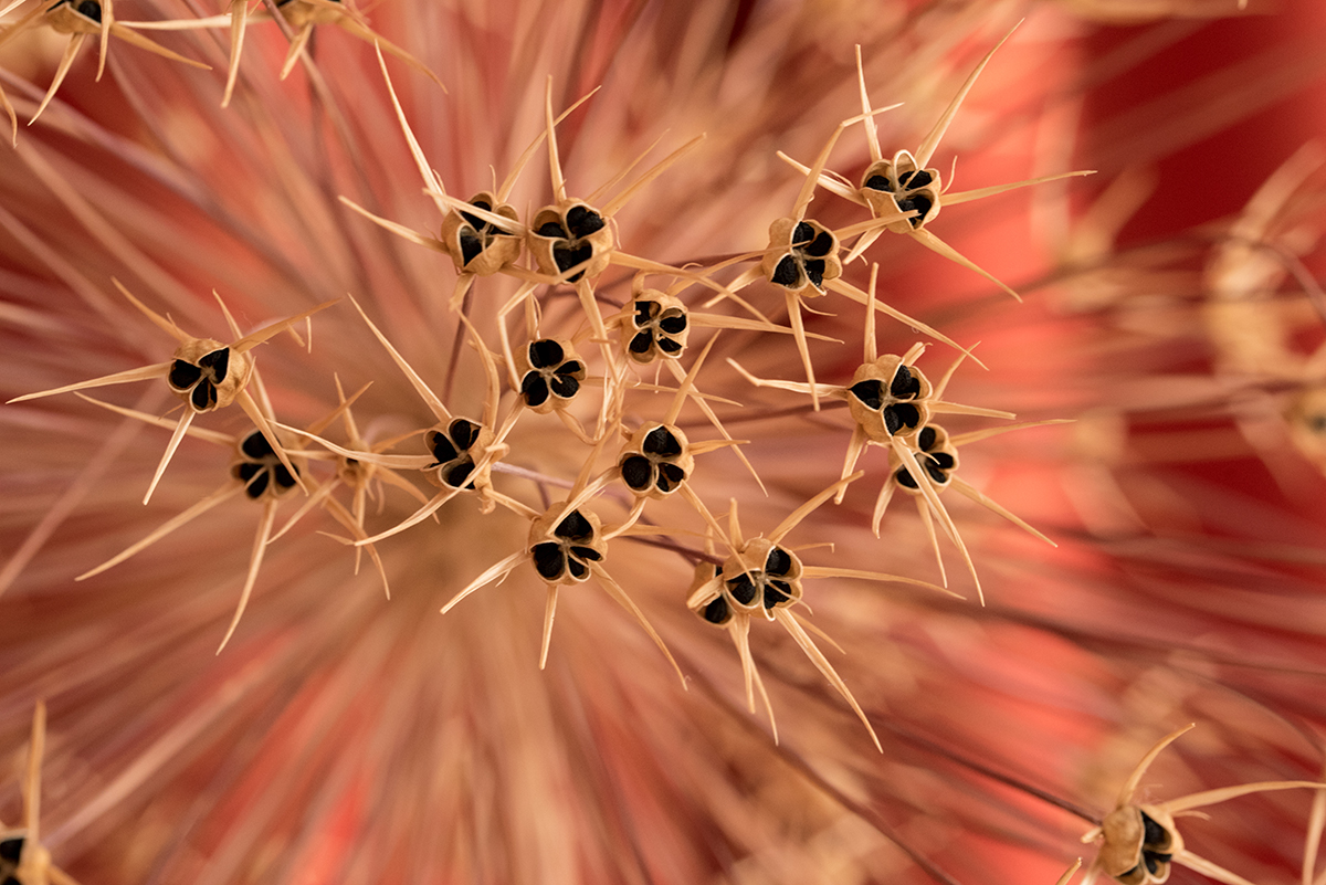 gefährliche Blume