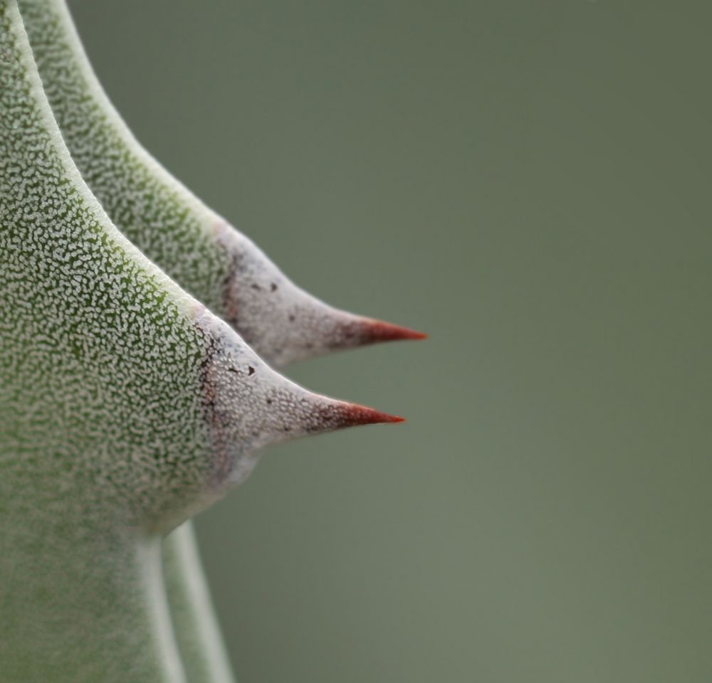 gefährliche Brüste Foto & Bild | natur-kreativ, kakteen gefährliche Brüste Foto & Bild | natur-kreativ, kakteen