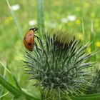 gefährliche Ernährung