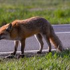 gefährliche Futtersuche