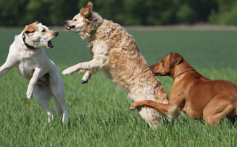 Gefährliche Hunde...oder auch nicht!