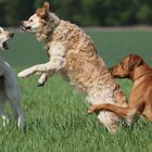 Gefährliche Hunde...oder auch nicht!