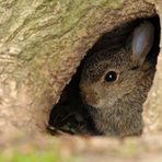 Gefährliche Kaninchen – Grube