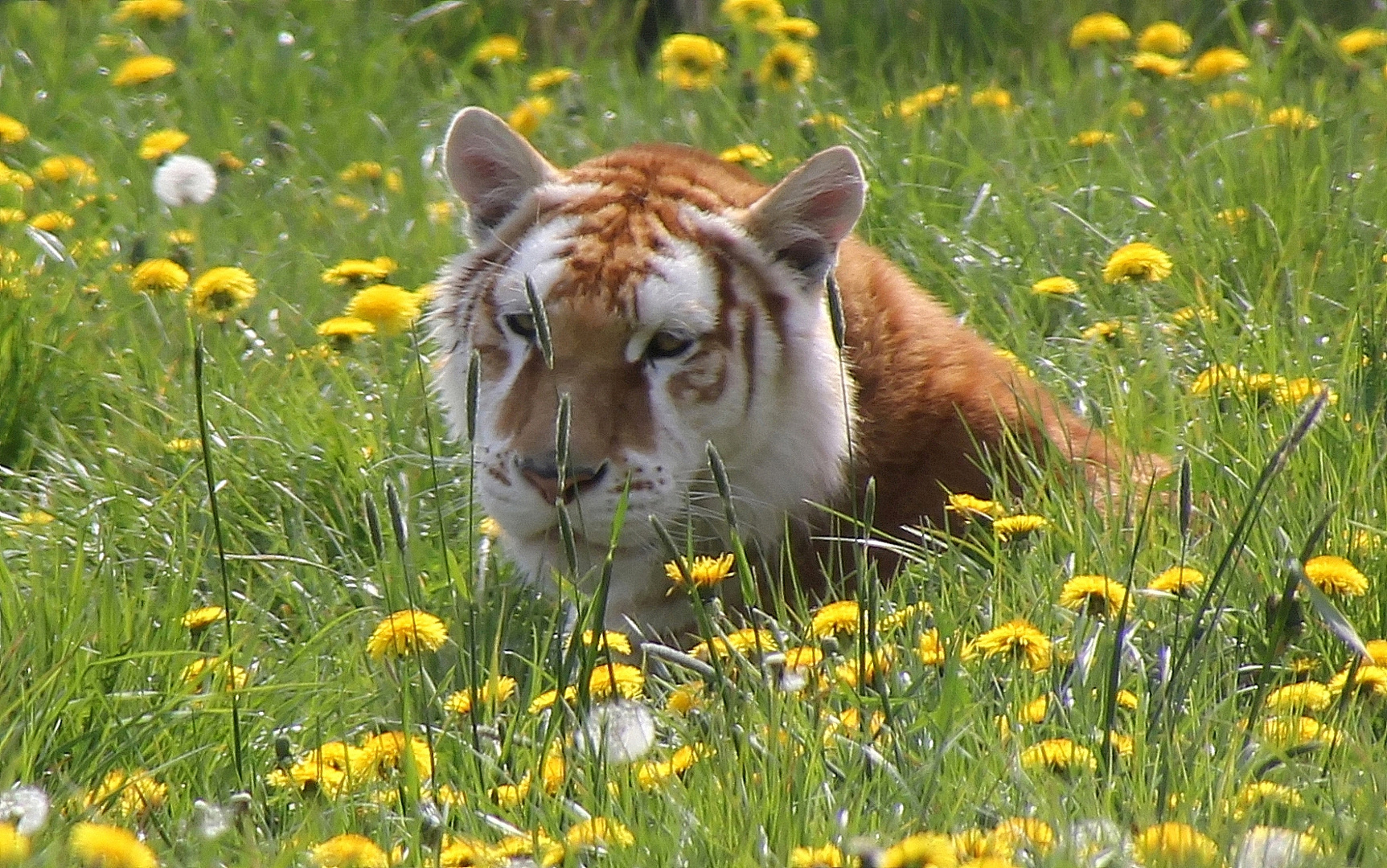 Gefährliche Katze ... 