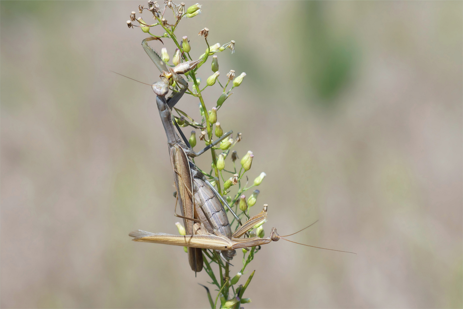 Gefährliche Paarung.... der braunen Mantis religiosa