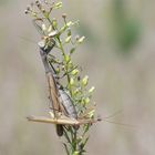 Gefährliche Paarung.... der braunen Mantis religiosa