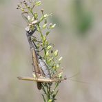 Gefährliche Paarung.... der braunen Mantis religiosa