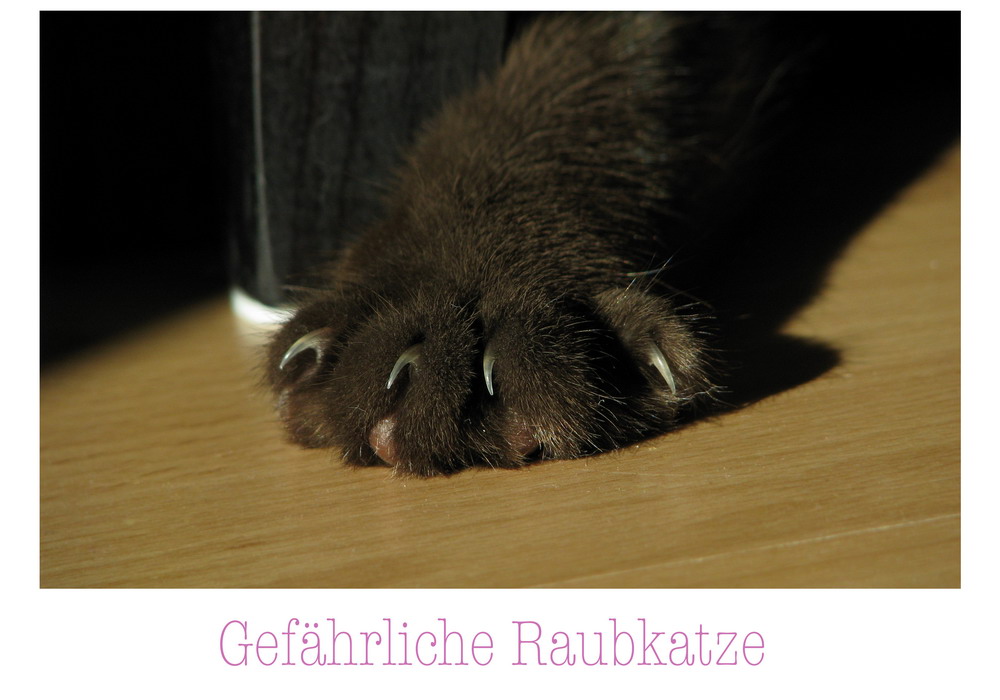 Gefährliche Raubkatze