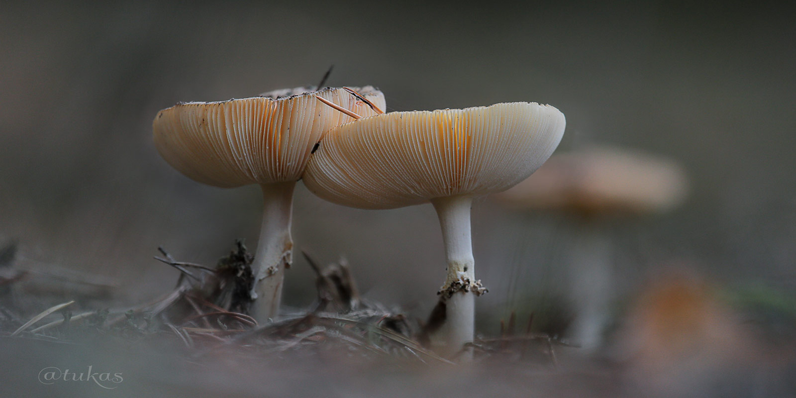 gefährliche Schönheiten ...irgendwo im Wald....