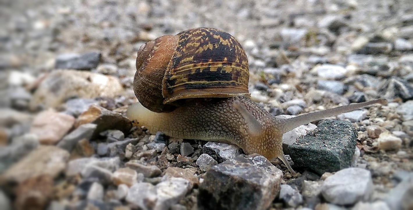 Gefährliche Wegüberquerung 