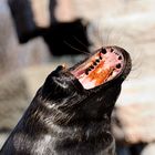 Gefährliche Zähne eines Robbenbullen
