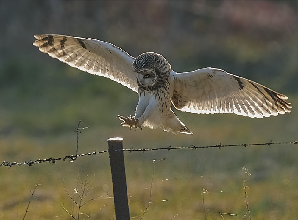 gefährlicher Anflug