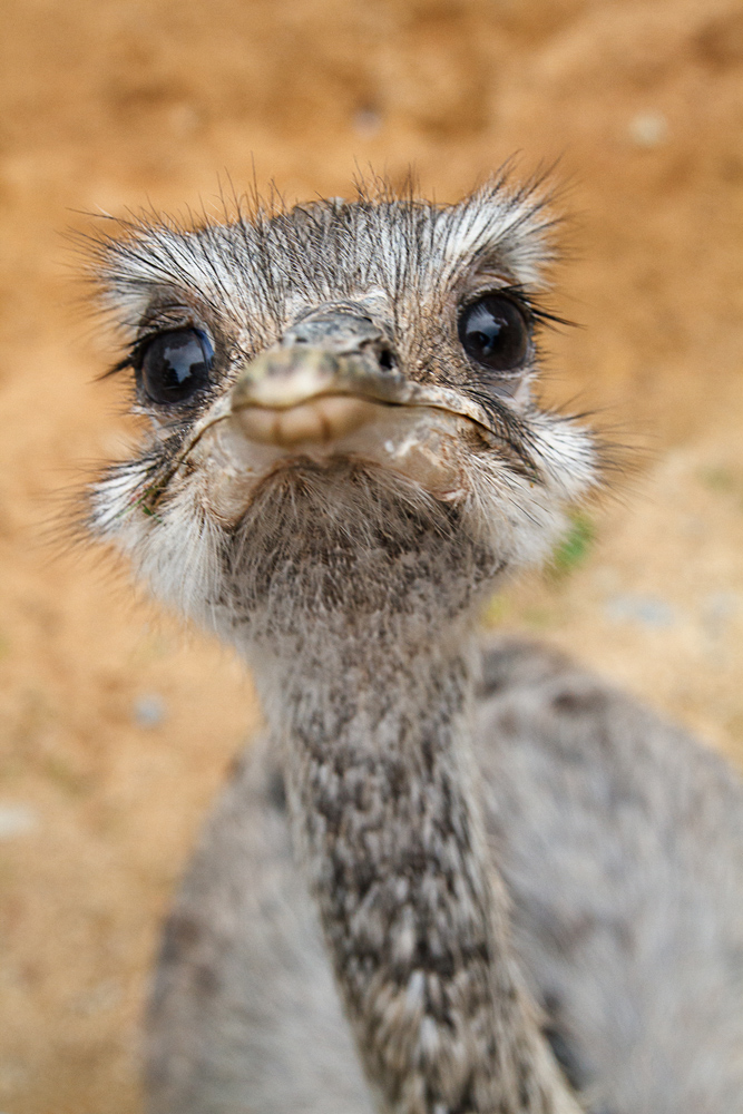 gefährlicher Emu :)