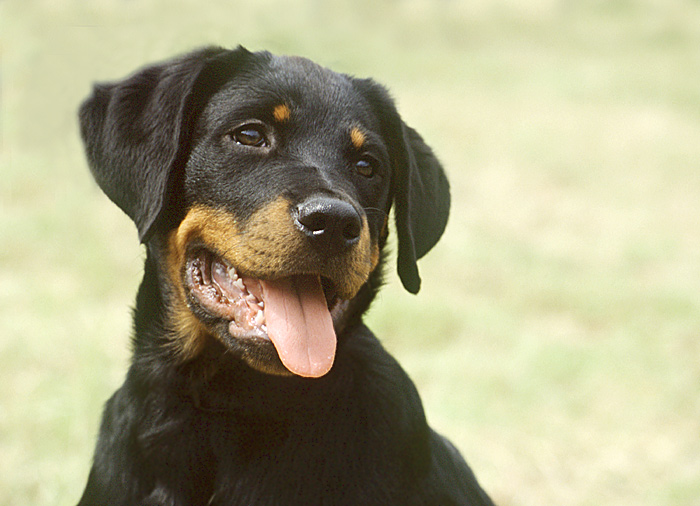 Gefährlicher Hund ?