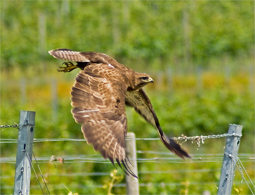 Gefährlicher Jäger