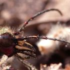 * Gefährlicher Jäger im Insektenreich * 2