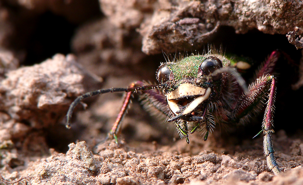 * Gefährlicher Jäger im Insektenreich *