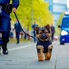 Gefährlicher Polizeihund im Einsatz