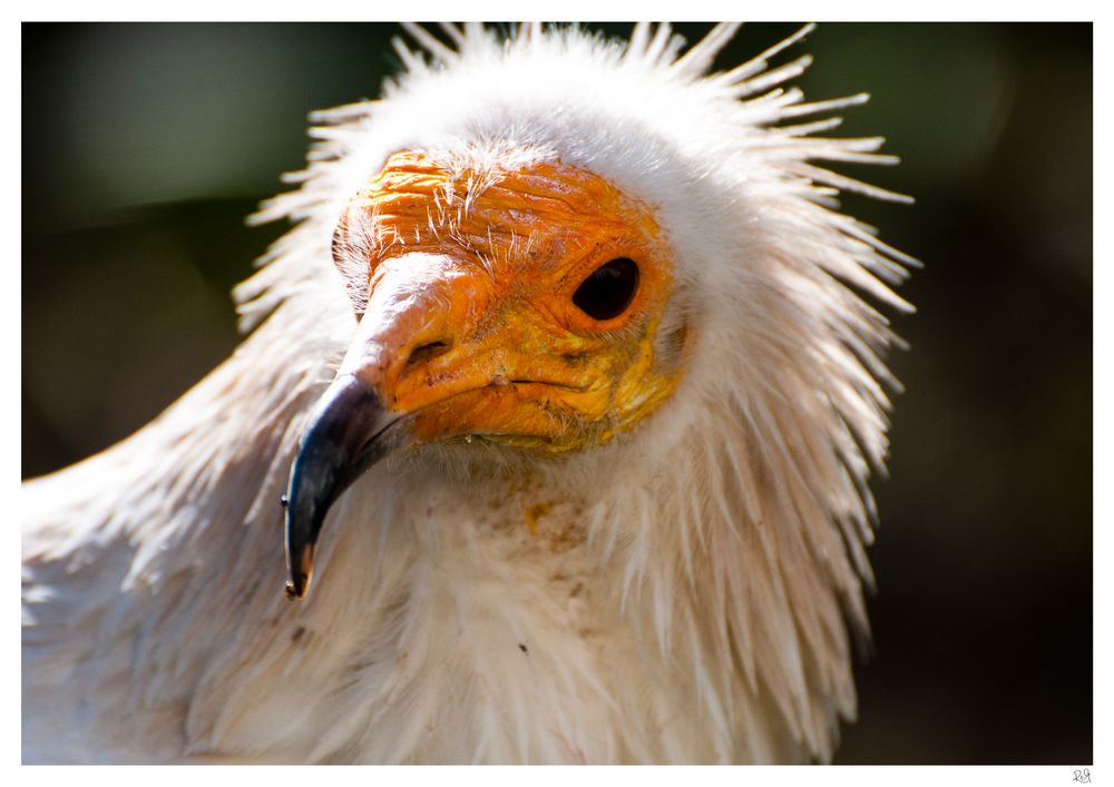 ... Gefährlicher Vogel ...