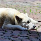 Gefährlicher Wachhund,  dangerous guard dog,  perro de guardi peligroso