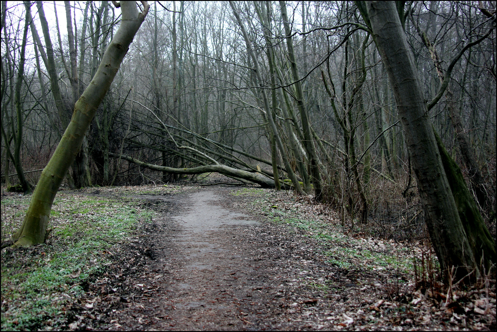 Gefährlicher Wald...