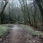 Gefährlicher Wald...