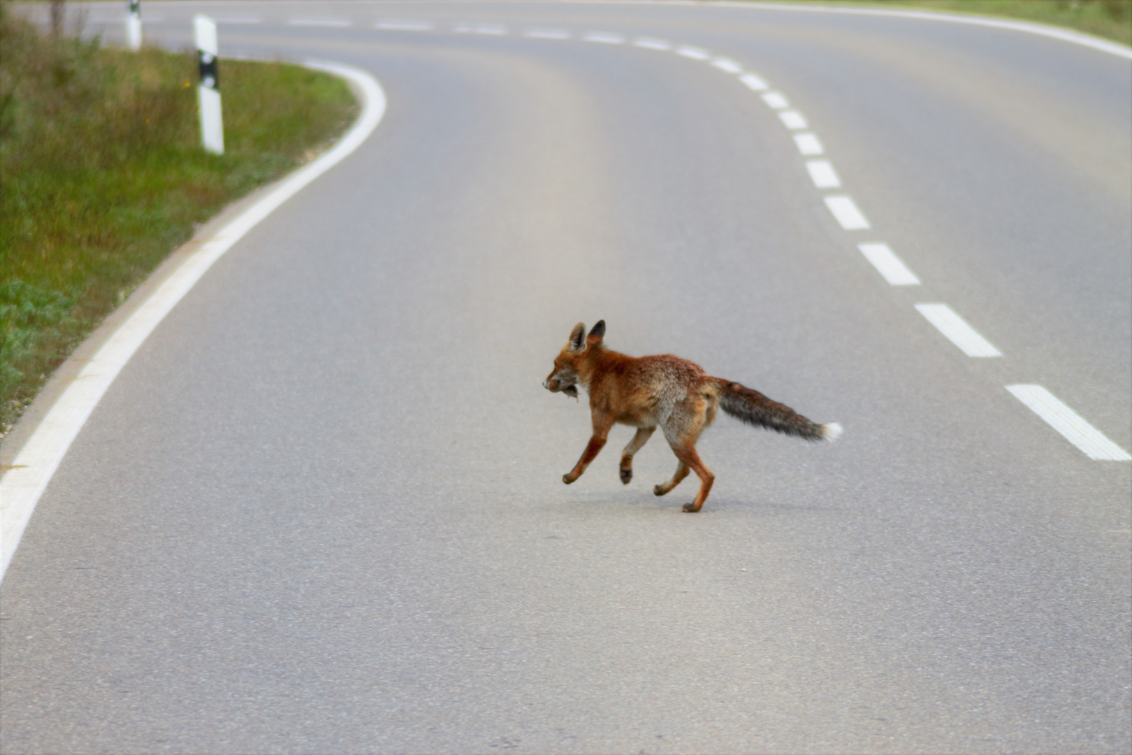 Gefährliches Leben....für Fuchs & Maulwurf