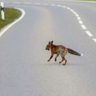 Gefährliches Leben....für Fuchs & Maulwurf