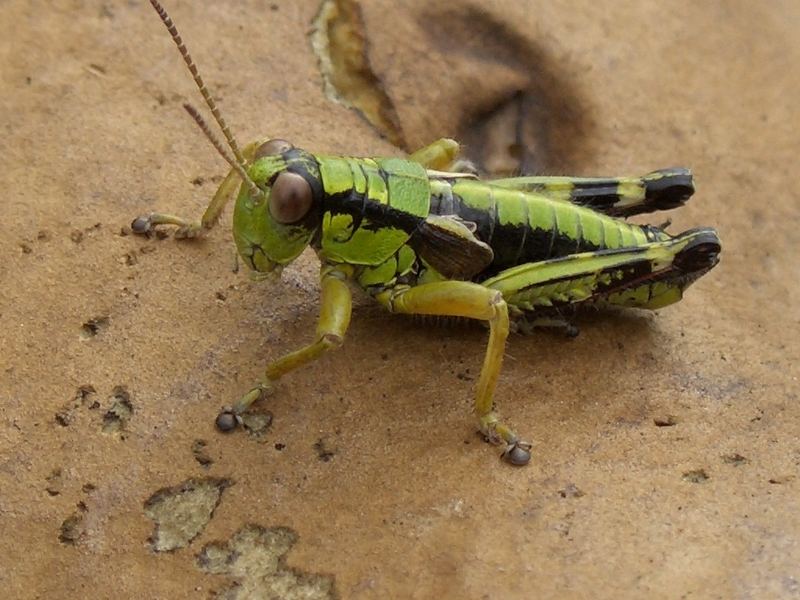 gefährliches Monster oder außerirdisches Lebewesen?