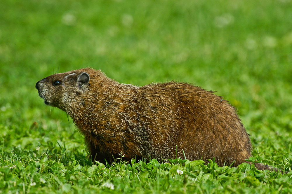 Gefährliches Wildlife mitten in Ottawa