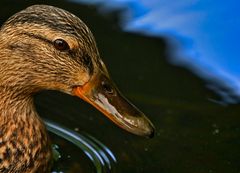 "GEFÄLLT MIR - TEILWEISE ABER DOCH NICHT"