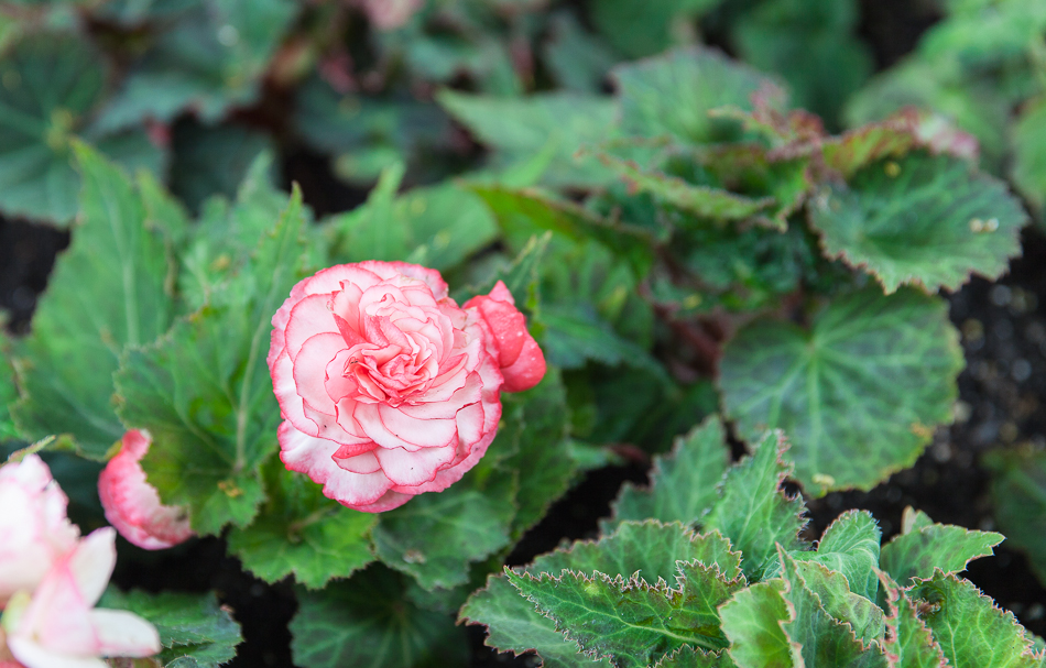 Gefällt mir, wer kennt die Blume