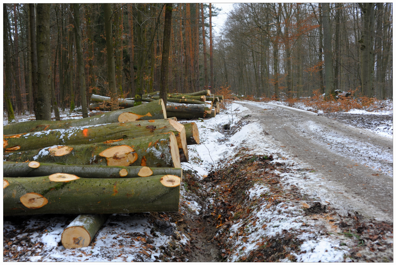 gefällte Bäume (árboles talados)