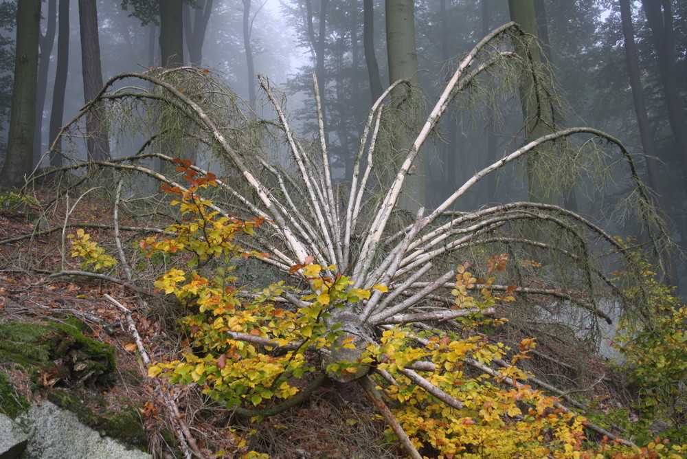 Gefällter Baum