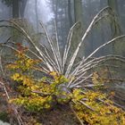 Gefällter Baum