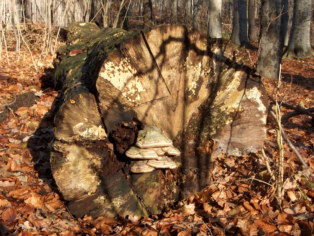 Gefällter Baum