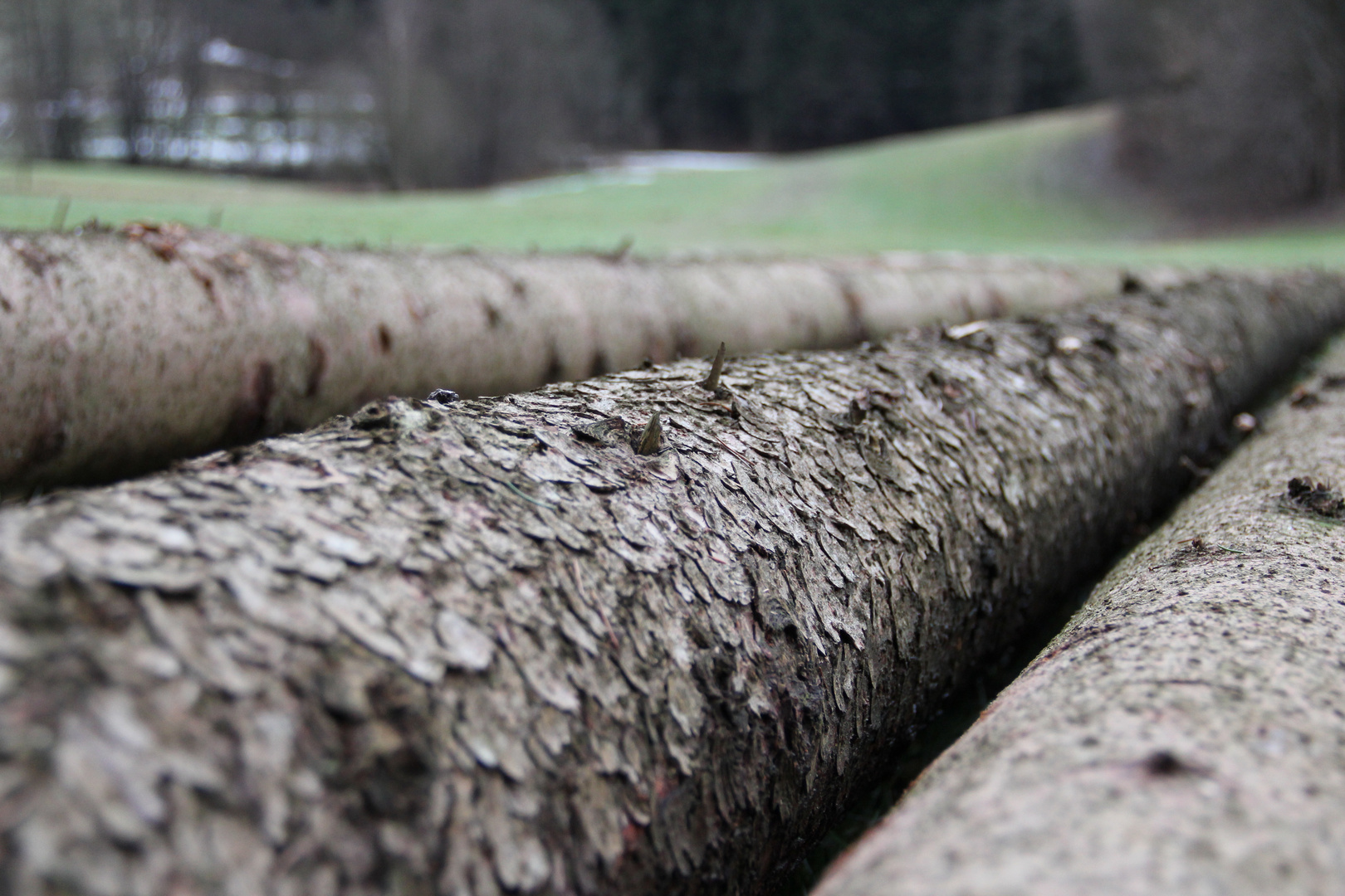 gefällter Baum