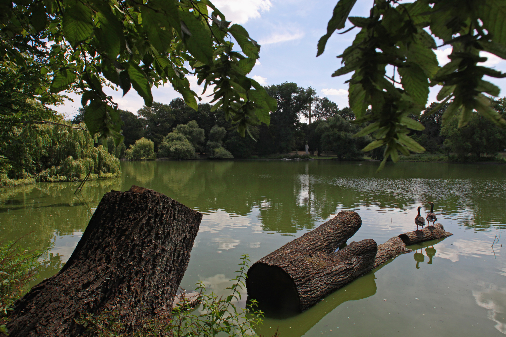 Gefällter Baum am Ufer