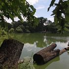 Gefällter Baum am Ufer