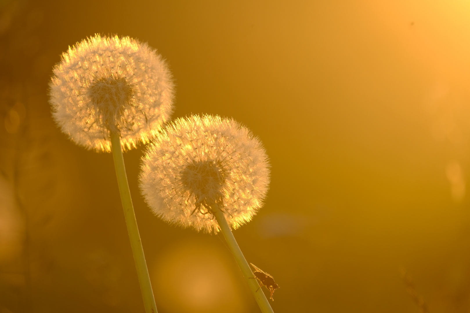 gefärbte Pusteblumen