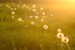 gefärbte Pusteblumen