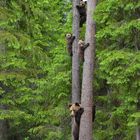 Gefahr droht, ab auf die Bäume