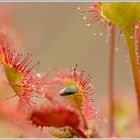 Gefahr droht der Zikade am Rundblättrigen Sonnentau (Drosera rotundifolia)