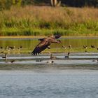 Gefahr im Anflug