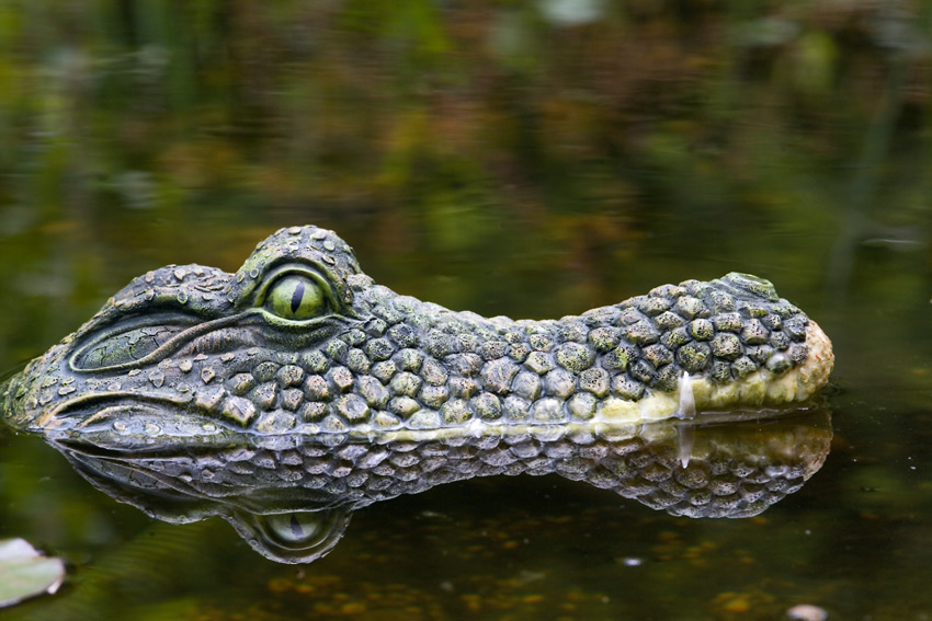 Gefahr im Gartenteich