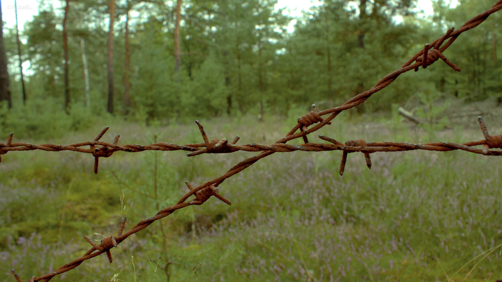 Gefahr im Wald